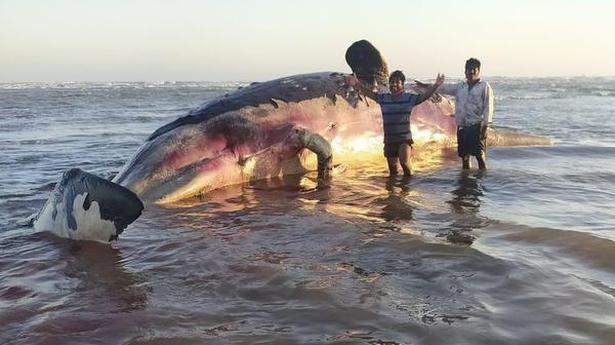 Dead sperm whale washed off Antarvedi coast in Andhra Pradesh