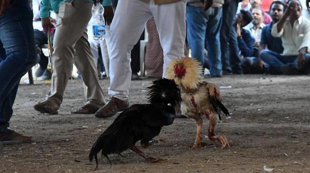 Cocks Getting Ready For Sankranti Fight The Hindu