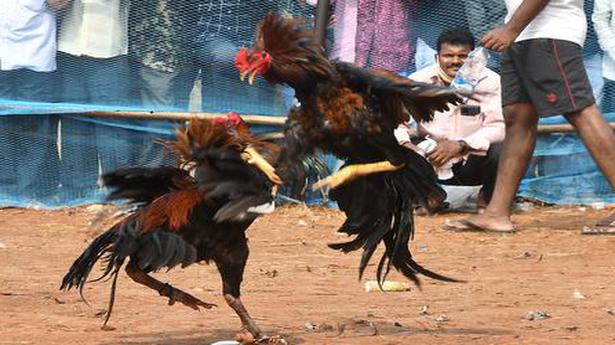 Cockfights conclude as Sankranti festivities draw to a close