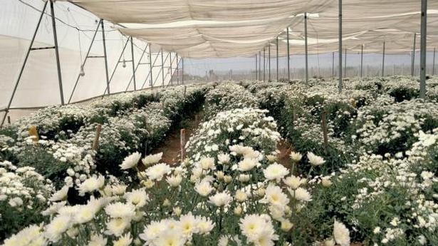 All is not rosy for flower growers