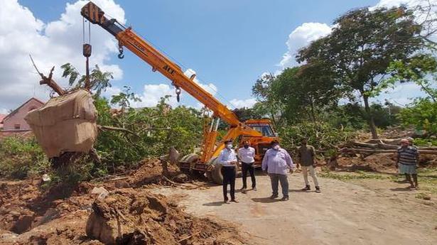 Translocation of 49 old trees in full swing in Kakinada city