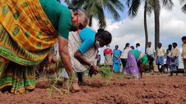 ‘Guli’ method of cultivation gains momentum in Northern Andhra Pradesh