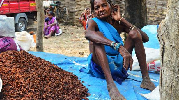 Local tribes set fire to trees to collect mahua flower