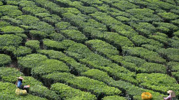 Small growers edging out big players: Tea body