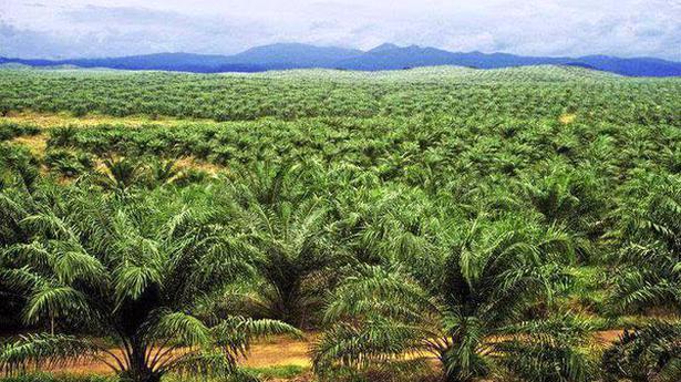 Red flags raised on oil palm plans for northeast, Andamans
