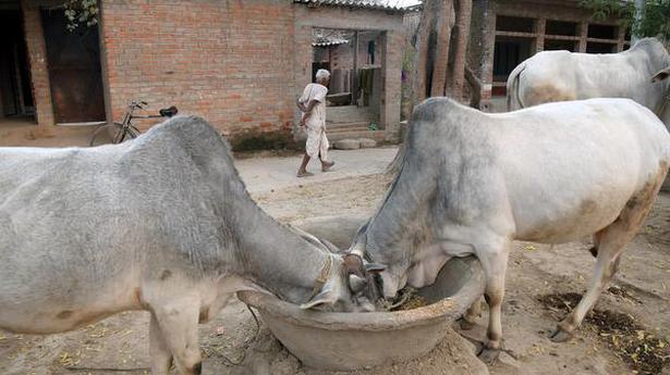 Bull sterilisation plan in M.P. draws flak