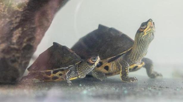 Rare turtles rescued in Maharashtra return to Assam
