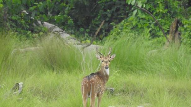 Raimona becomes Assam’s sixth national park