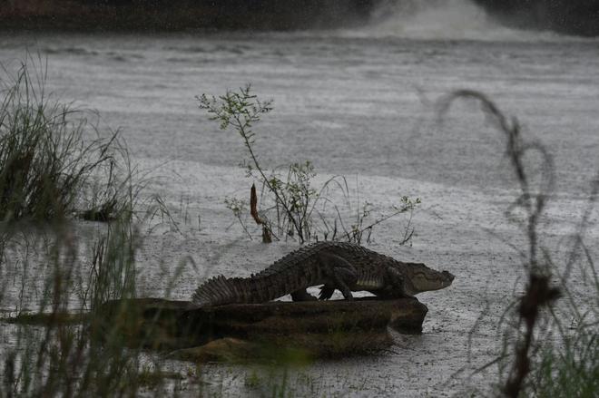 A Crocodile about to hunt a fish at Asiatic Lion Gir Sanctuary near Veraval, Gujarat.
