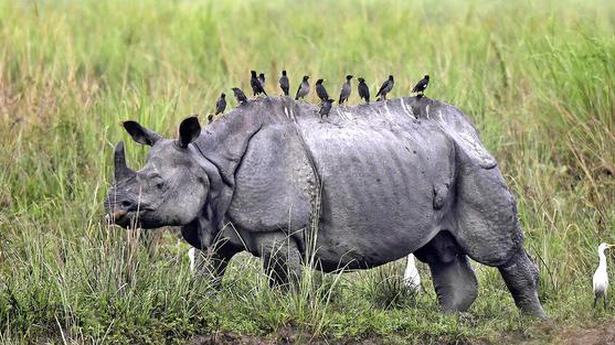 Two Kaziranga animals in photographers’ global Big 5, rhino not in list