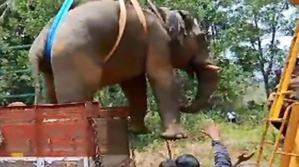 Wild elephant captured in Kodagu, released in Bandipur