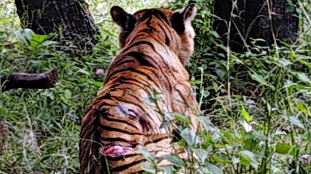 Tiger injured by elephant tranquillised