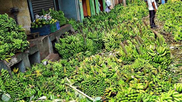 National News: Banana workshop and expo planned