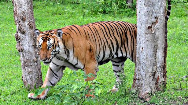 Human-tiger conflict in Kodagu: Should tigers be translocated?