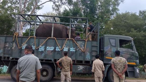 Elephant Kusha released in Bandipur
