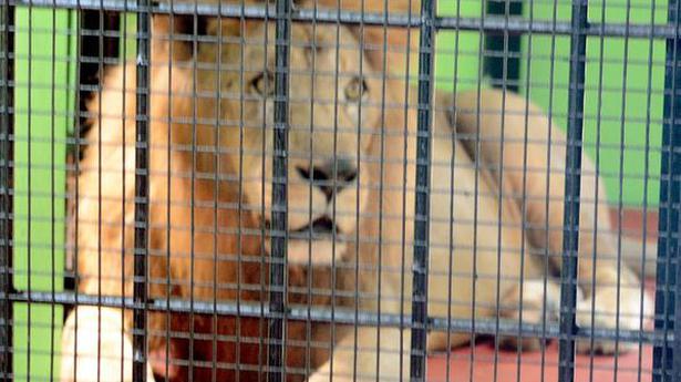 Lion dies at Rani Channamma Zoo