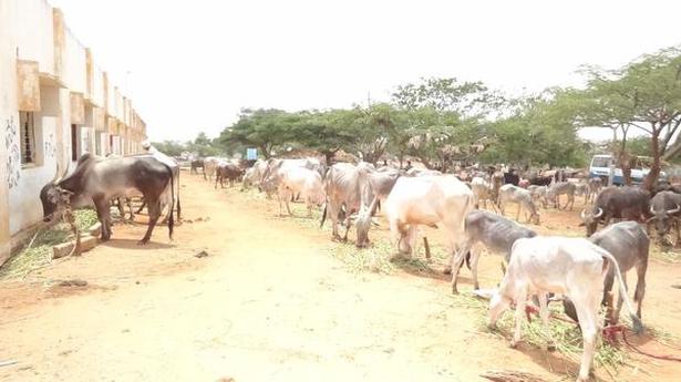Cattle seized in Vijayapura and Belagavi districts