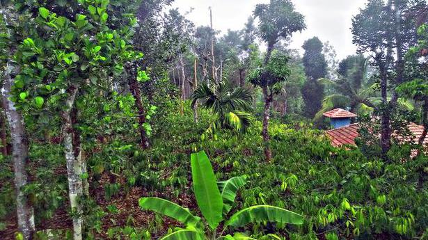 Native shade trees in coffee plantations vital for diversity, abundance of birds, says study