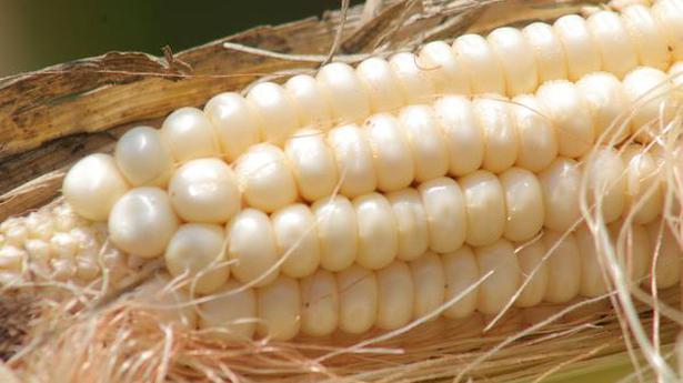 Report on GM corn-derived animal feed likely to be taken up today