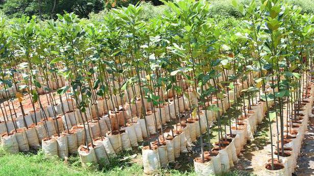 One million saplings to be distributed for planting in Mysuru district