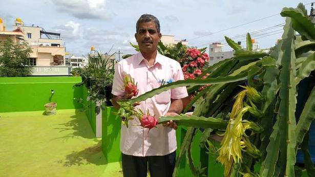 Dragon fruit cultivation on the rise