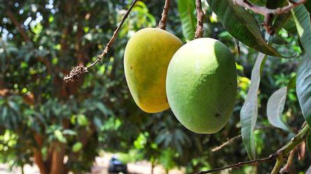 Mango exports may get the nod