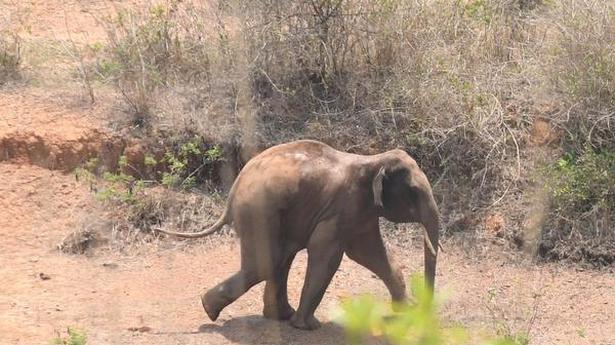 Elephant takes a stroll in Mudigere town