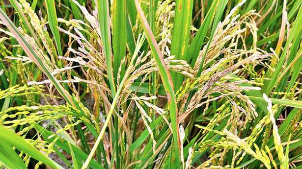 Farmers seek damages for disease in paddy variety