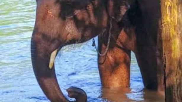 Another elephant succumbs to Herpes virus