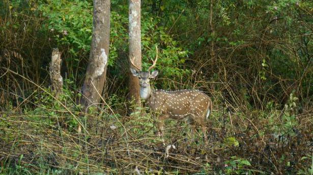 Human-wildlife conflict: Forest Department to acquire estates