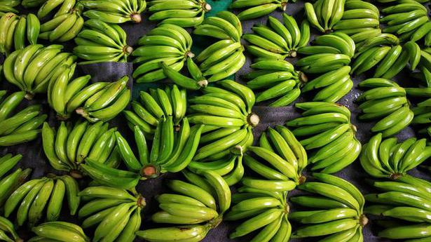 Export of ‘nendran’ bananas from Kerala on the rise