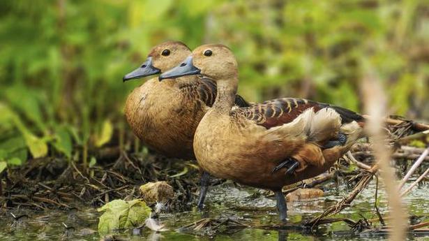 Wayanad wetland bird census records 1,470 birds
