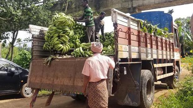 Sharp fall in price hits plantain farmers hard in Wayanad
