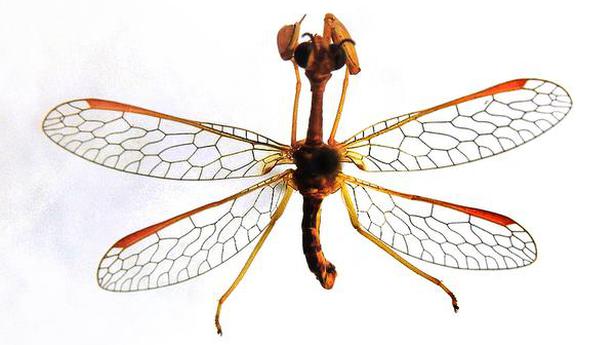 Rare Mantid lacewing species found in Kerala