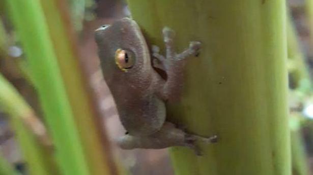 Why cardamom farmers welcome these frog species endemic to the Western Ghats