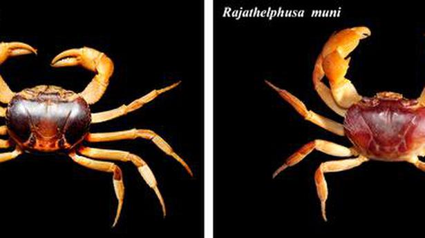 New freshwater crab genus discovered