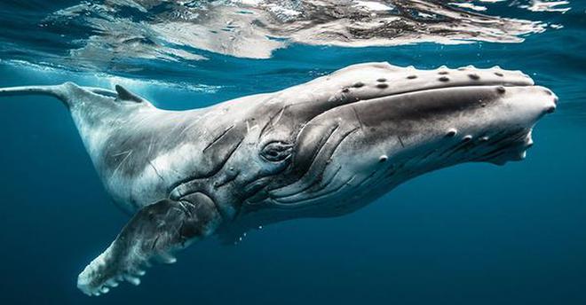 Humpback whale in Kerala
