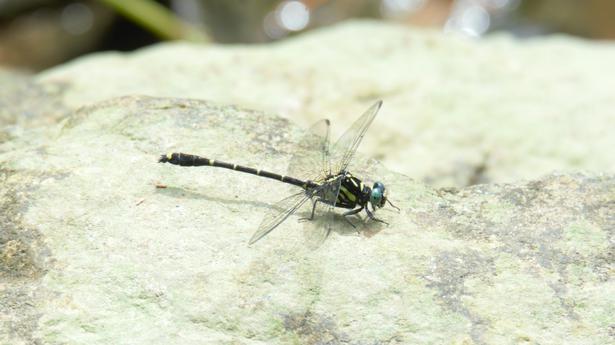 Rare dragonfly spotted in Kerala for the first time
