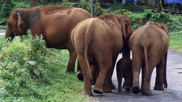 elephant-herd-with-disabled-calf-camps-at-estate-the-hindu