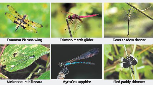 Kerala citizen scientists list 71 odonate species