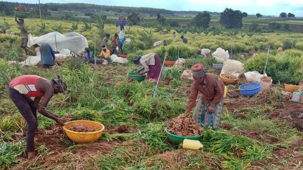 Ginger farmers stare at an uncertain future
