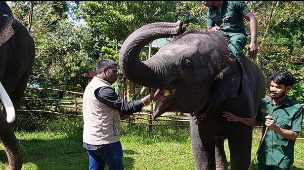 Elephant feast marks Wildlife Week celebrations