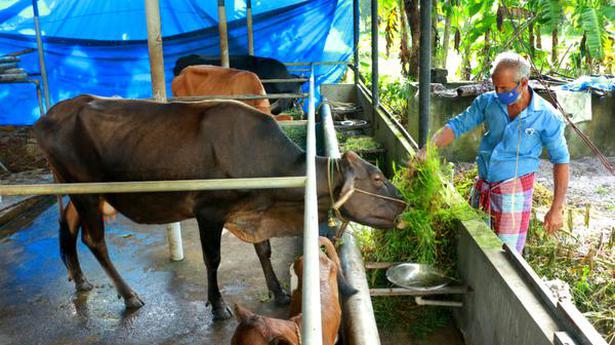 COVID aid: A daycare centre for cows