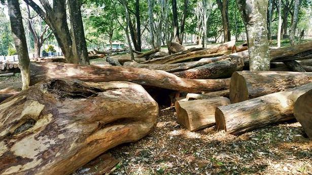 More rosewood timber seized in Wayanad district in Kerala