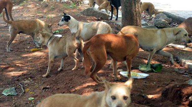 Stray dog menace a concern in Kollam