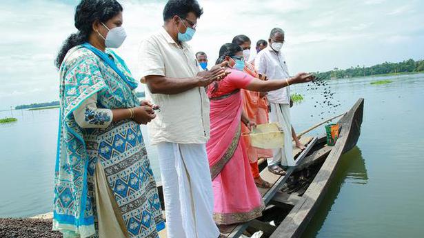 National News: Boost to clam stock in Vembanad Lake