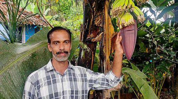 This passionate farmer grows 170 varieties of plantain