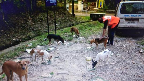 A struggle to feed dogs during the lockdown in Kerala