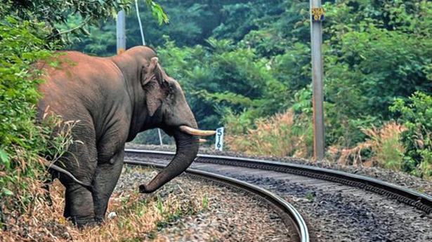 Forest Dept. issues SOP for handling wild elephants