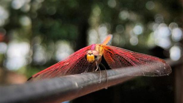 Researchers identify gynandromorphism in crimson marsh glider dragonfly